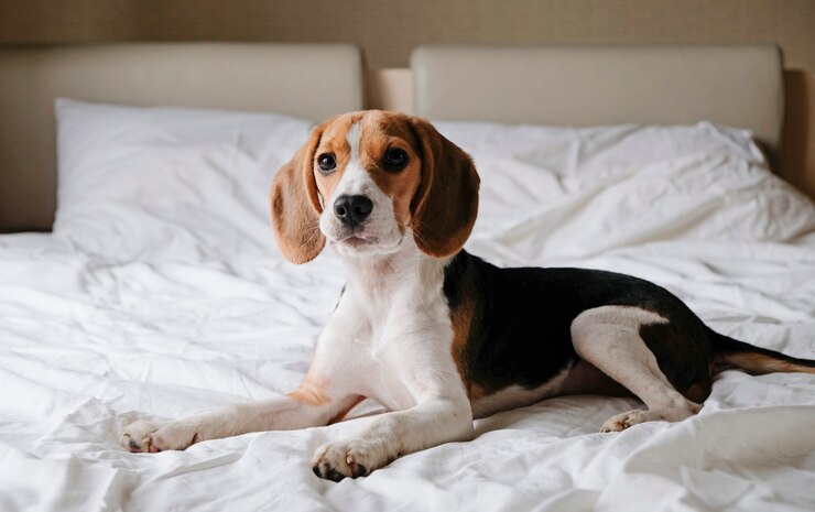Foto cane da lepre astuto sveglio del cane che si trova su un letto bianco in camera da letto