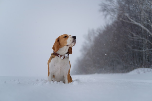 Cane da lepre che cammina nella foresta di inverno in una forte nevicata