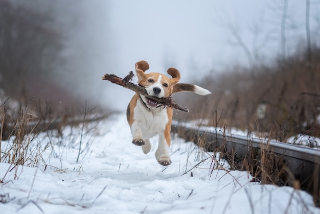 Cane da lepre che gioca con un bastone nel parco in una giornata invernale