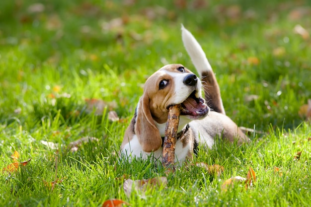 Cane da lepre che gioca nell'erba verde