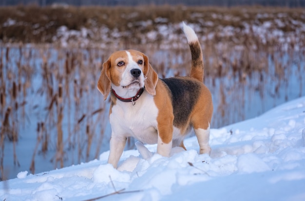 Cane da lepre in una passeggiata la sera d'inverno