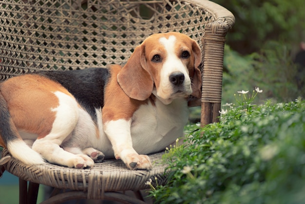 Cane da lepre seduto su una sedia in rattan Guarda con occhi carini