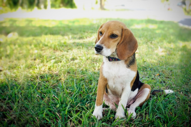 Cane da lepre sveglio che si siede nel prato inglese