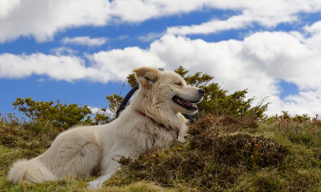 Cane da montagna dei Pirenei