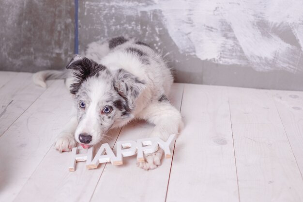 Cane da pastore australiano con scritte felici