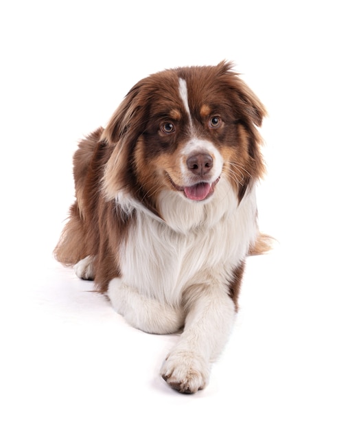 Cane da pastore australiano isolato su bianco