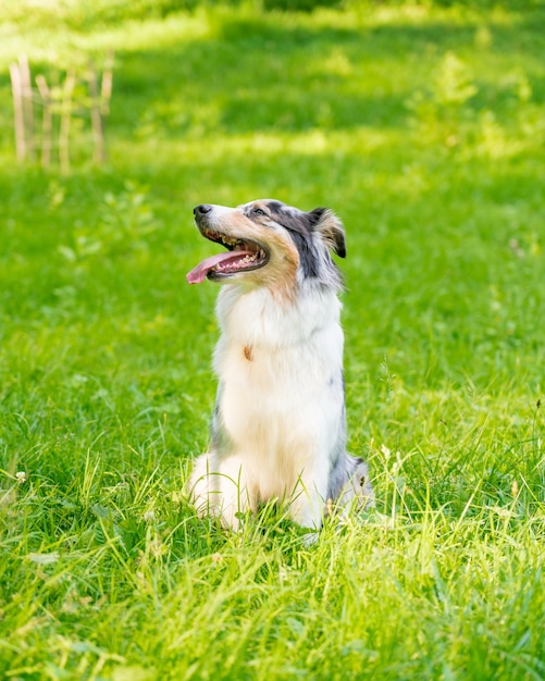 Cane da pastore australiano maculato curioso con una zampa sollevata seduto nell'erba verde green