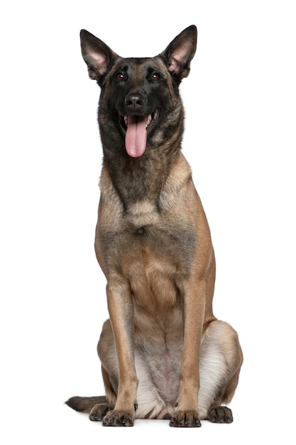 Cane da pastore belga, 3 anni e mezzo, seduto di fronte al muro bianco