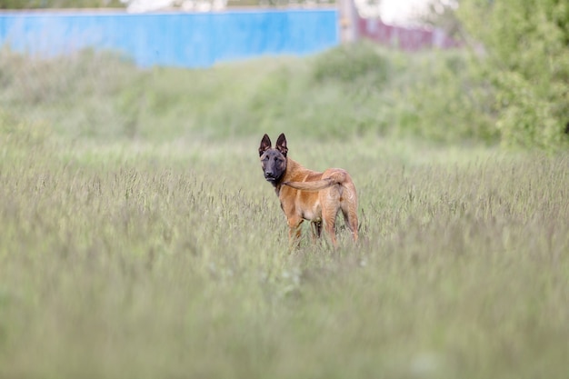 Cane da pastore belga cane Malinois