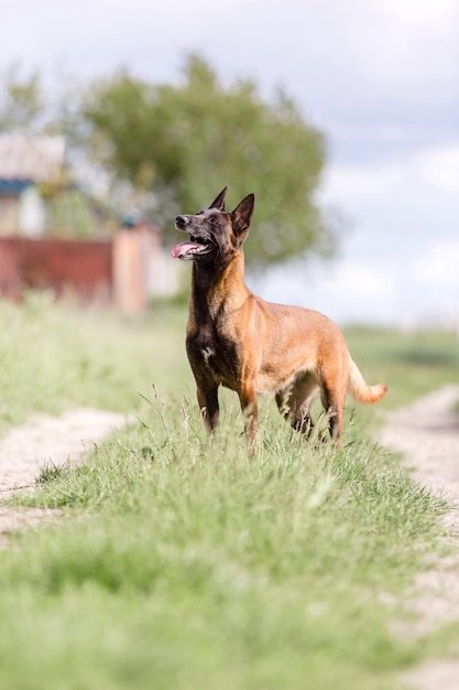 Cane da pastore belga cane Malinois