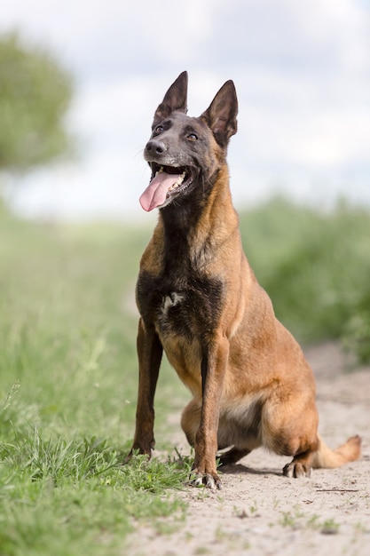 Cane da pastore belga cane Malinois