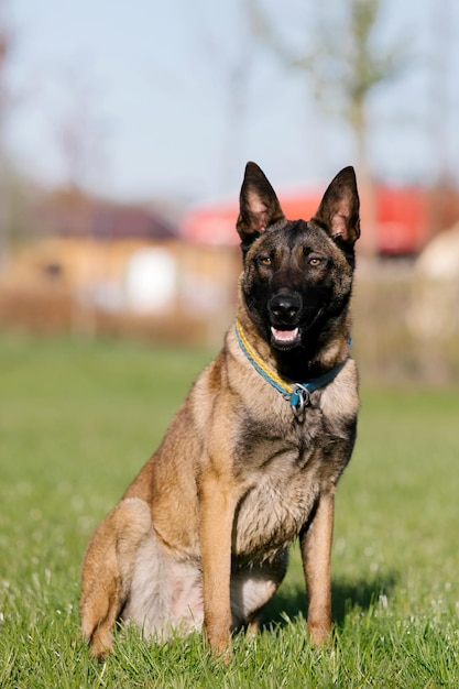 Cane da pastore belga che corre in un campo