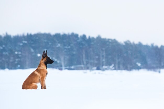 Cane da pastore belga in inverno. Nevicando. Foresta invernale