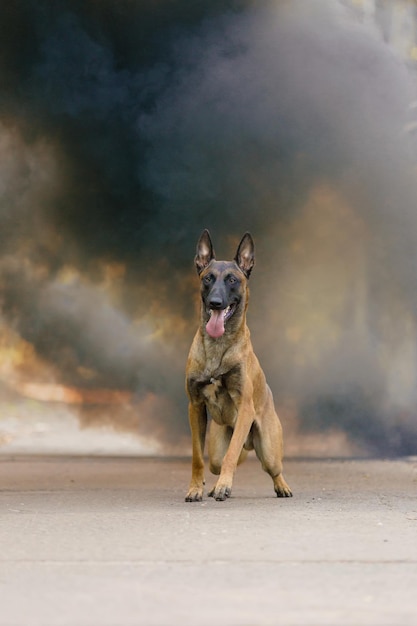 Cane da pastore belga Malinois cane con fumo sullo sfondo