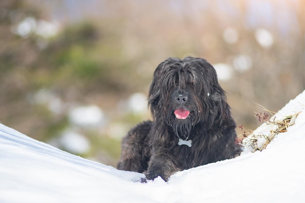 Cane da pastore bergamasco incrocio nella neve in montagna