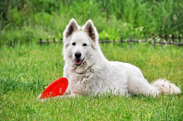 Cane da pastore bianco che gioca con il disco volante