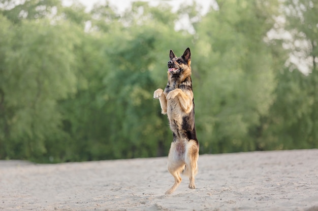 Cane da pastore che corre all'aperto