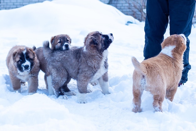 Cane da pastore dell'Asia centrale, cuccioli di pastore asiatico nella giornata invernale