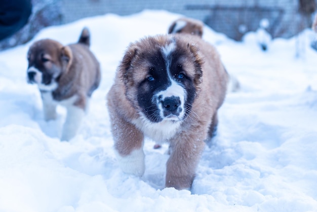 Cane da pastore dell'Asia centrale, cuccioli di pastore asiatico nella giornata invernale