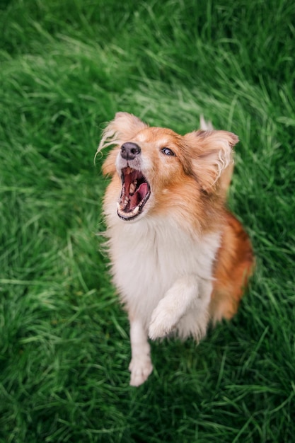 Cane da pastore delle Shetland di razza Erba verde Cane divertente