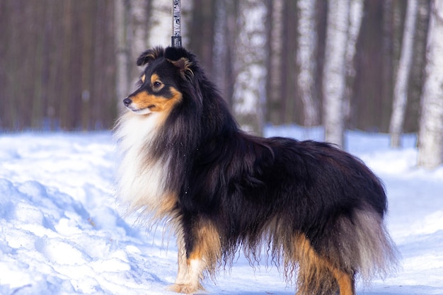 Cane da pastore delle Shetland tricolore