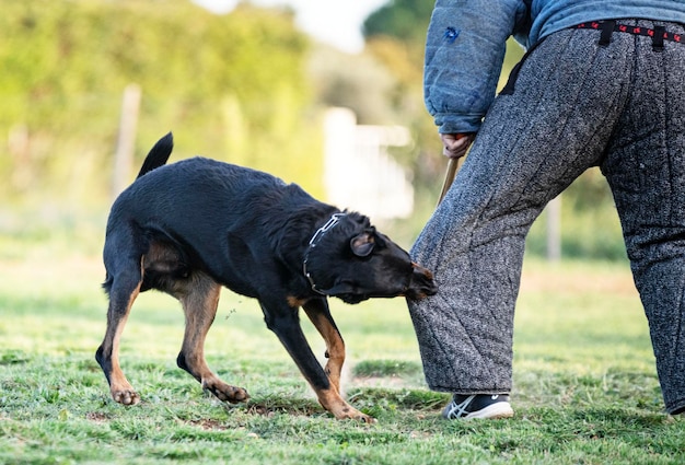 Cane da pastore di Beauce che si addestra nella natura per la sicurezza