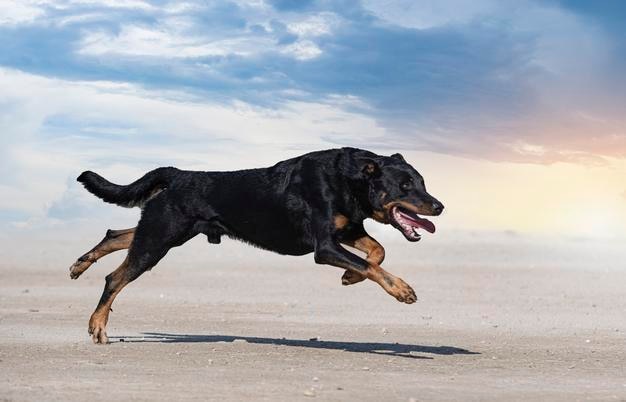 Cane da pastore di Beauce che si addestra nella natura per la sicurezza