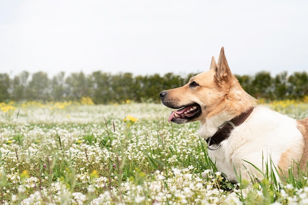 Cane da pastore di razza mista carino su erba verde in fiori primaverili