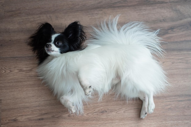 Cane da pastore divertente su un pavimento di legno scuro Farfalla cane Papillon