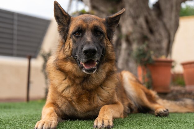 Cane da pastore lanuginoso che riposa sull'erba