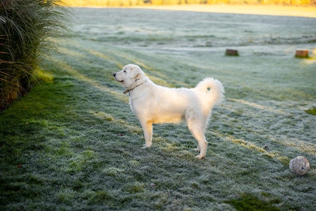 Cane da pastore maremmano