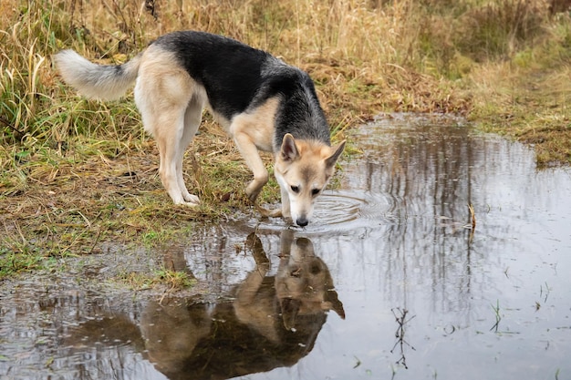 Cane da pastore misto che distoglie lo sguardo mentre è in piedi e beve acqua dalla pozzanghera nel campo