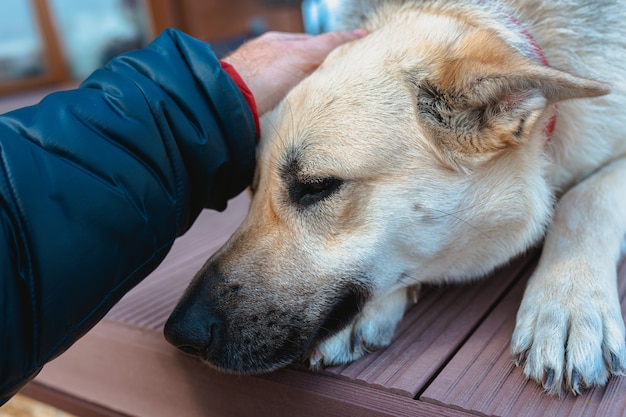 cane da pastore sdraiato sul pavimento in casa in attesa della mano maschio del suo proprietario sulla testa del cane