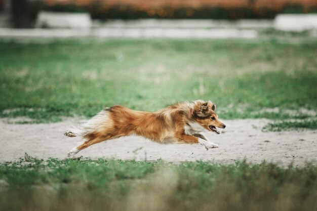 Cane da pastore Shetland rosso in esecuzione su erba verde Cane Sheltie