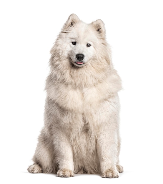 Cane da pastore svizzero bianco rivolto isolato su bianco