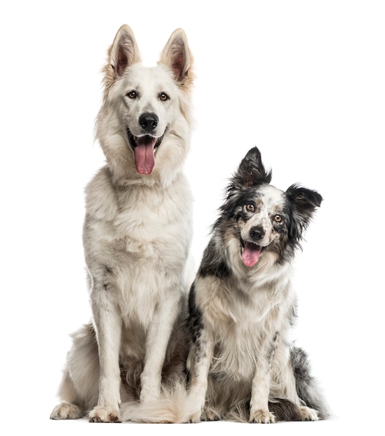 Cane da pastore svizzero e border collie davanti a un muro bianco