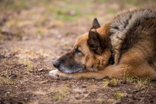 Cane da pastore tedesco addormentato all'aperto a terra