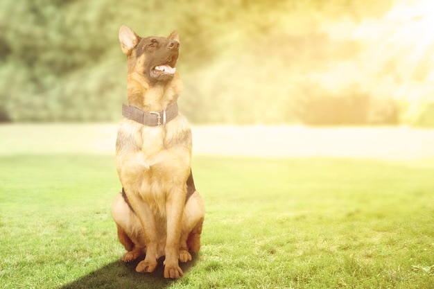 Cane da pastore tedesco che ansima e si siede al parco