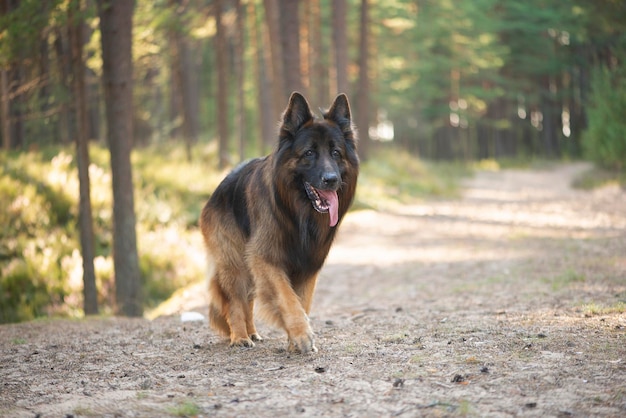 Cane da pastore tedesco che cammina nella foresta