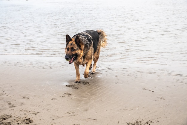 Cane da pastore tedesco che cammina sulla spiaggia al tramonto