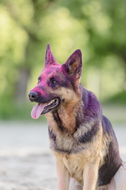 Cane da pastore tedesco che gioca sulla spiaggia con i colori rosa di holi Festa di Holi. Foto di Holi del cane.