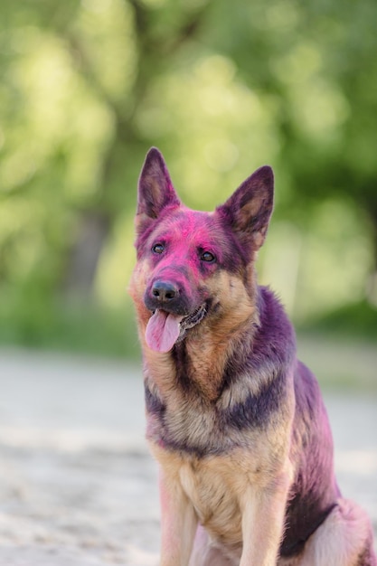 Cane da pastore tedesco che gioca sulla spiaggia con i colori rosa di holi Festa di Holi. Foto di Holi del cane.