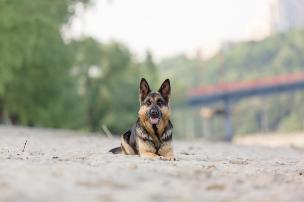 Cane da pastore tedesco che gioca sulla spiaggia