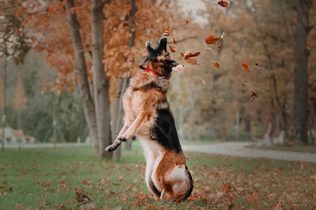 Cane da pastore tedesco che salta e prende le foglie autunnali che cadono al parco
