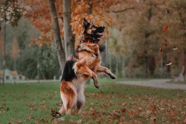 Cane da pastore tedesco che salta e prende le foglie autunnali che cadono al parco