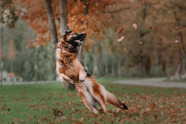 Cane da pastore tedesco che salta e prende le foglie autunnali che cadono al parco