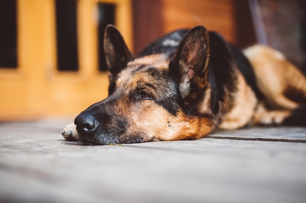 Cane da pastore tedesco sdraiato davanti a casa