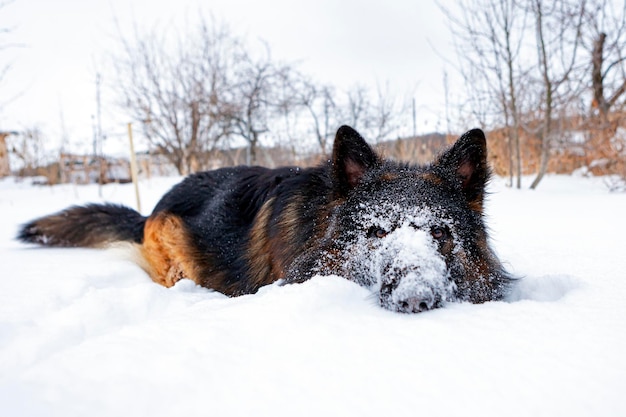 Cane da pastore tedesco sta giocando nella neve ..