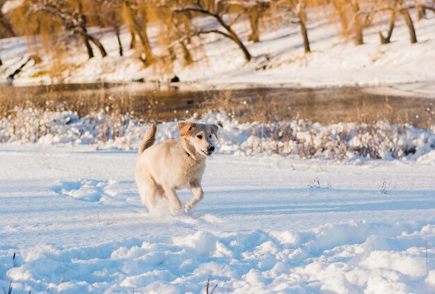 Cane da riporto bianco nella natura di inverno. Cucciolo di golden retriever bianco che gioca sulla neve. giornata invernale di sole