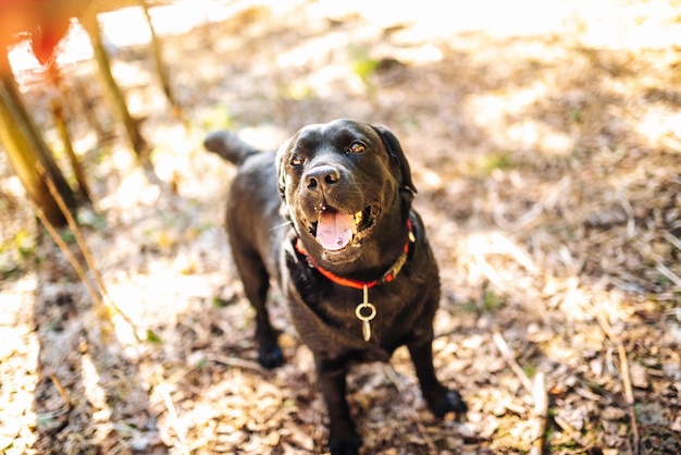 Cane da riporto di labrador nero su una passeggiata. Cane nella natura. Cane anziano dietro erba e foresta